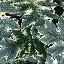 Frunzele lucioase ale Acanthus mollis "Whitewater" strălucesc cu margini ondulate și un centru alb-crem elegant.