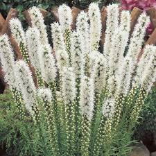 Liatris spicata "Alba"