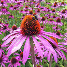 Echinacea purp. "Purple Emperor" 0.20 - 0.40 m