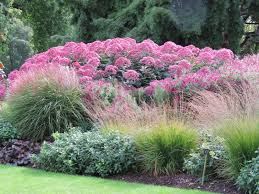 Eupatorium maculatum "Atropurpureum"