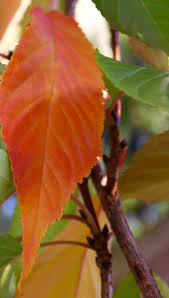 Cires japonez "Amanogawa" 2.00 - 2.50 m / Prunus serrulata "Amanogawa" /