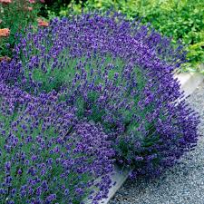 Lavanda angustifolia "Hidicote" 0.10 m