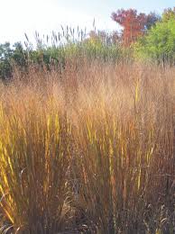 Panicum virgatum "North Wind" 0.20 - 0.30 m