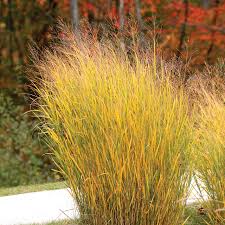 Panicum virgatum "North Wind" 0.20 - 0.30 m