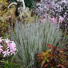 Schizachyrium scoparium "Ha Ha Tonka" 0.20 - 0.30 m