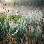 Schizachyrium scoparium "Ha Ha Tonka" 0.20 - 0.30 m