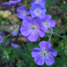 Geranium "Brookside"