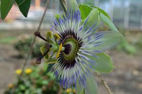 Floarea pasiunii 0.60 m / Passiflora mix /