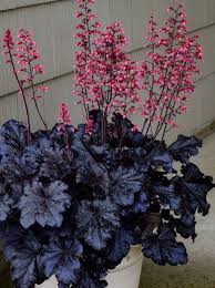 Heuchera "Black Taffeta" 0.10 - 0.20 m