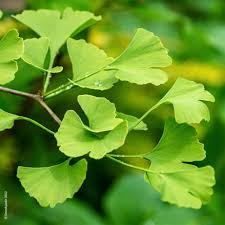 Arborele pagodelor "Eiffel" 1.50 - 1.75 m / Ginko biloba "Eiffel" /