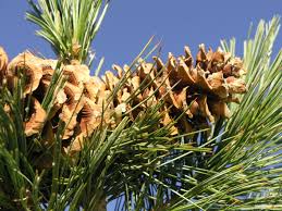Pin "Vanderwolf's Pyramid" 0.70 - 1.00 m / Pinus flexilis "Vanderwolf's Pyramid" /