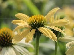 Echinacea purpurea 'Sunrise'  0.20 - 0.40 m