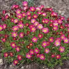 Saxifraga arendsii "Carpet Pink"