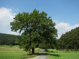 Frasin comun 3.50 - 4.00 m / Fraxinus excelsior / - Gradina Noastra
