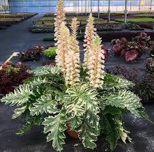 Acanthus mollis "Whitewater" cu frunziș elegant și flori atrăgătoare, ideal pentru grădini deosebite.