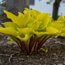 Hosta "Fire Island"