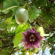 Floarea pasiunii 0.60 m / Passiflora mix /