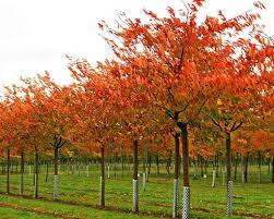 Cires japonez "Shirofugen" 2.00 - 2.50 m / Prunus serrulata "Shirofugen" /