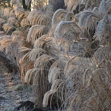 Iarba elefantului "Kleine Fontaine" 0.20 - 0.30 m / Miscanthus sinensis "Kleine Fontaine" /