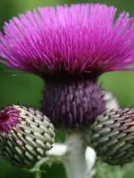 Cirsium rivulare "Trevor's Blue Wonder"