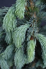 Molid argintiu "Super Blue" 0.50 - 0.60 m / Picea pungens picea "Super Blue"/