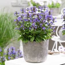 Nepeta kubanica "Neptune"