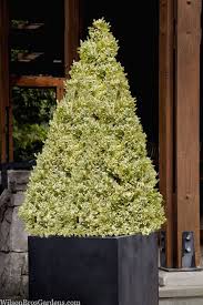 Buxus auriu piramida 0.50- 0.60 m / Buxus sempervirens „Elegans”/