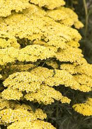 Achillea millefolium "Sunny Seduction" ® 0.10 - 0.20 m