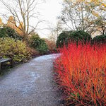 Sanger "Anny's Winter Orange" 0.30 - 0.50 m / Cornus sanguinea "Anny's Winter Orange"/