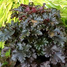 Heuchera "Black Taffeta" 0.10 - 0.20 m