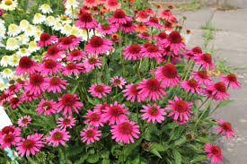 Echinacea purpurea 'Delicious Candy'  0.20 - 0.40 m