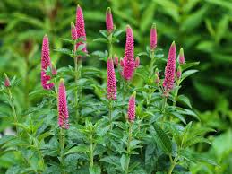Veronica spicata "First Love" 0.10 - 0.20 m