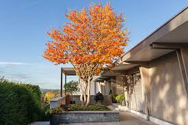 Arborele de Fier Persan 3.00 - 4.00 m / Parrotia persica /