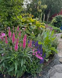 Veronica "Rose Zwerg" 0.10 - 0.20 m