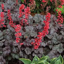 Heuchera "Hollywood" 0.10 - 0.20 m