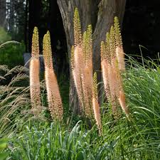 Eremurus mix 0.30 - 0.40 m