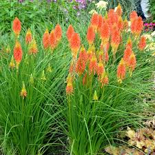Kniphofia 'Papaya Popsicle'  0.20 - 0.40 m