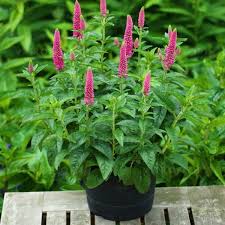 Veronica spicata "First Love" 0.10 - 0.20 m