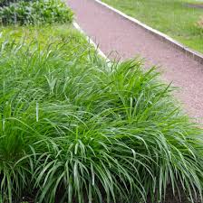 Carex morrowii "Irish green" 0.20 - 0.30 m