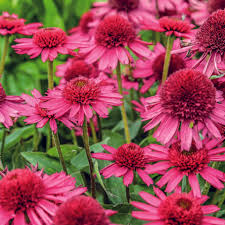 Echinacea purpurea 'Delicious Candy'  0.20 - 0.40 m