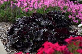Heuchera "Black Taffeta" 0.10 - 0.20 m