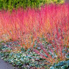 Sanger "Anny's Winter Orange" 0.30 - 0.50 m / Cornus sanguinea "Anny's Winter Orange"/