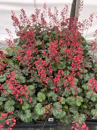 Heuchera "Paris"  0.10 - 0.20 m