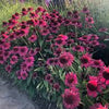 Echinacea purpurea 'Delicious Candy'  0.20 - 0.40 m