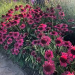 Echinacea purpurea 'Delicious Candy'  0.20 - 0.40 m