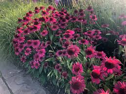 Echinacea purpurea 'Delicious Candy'  0.20 - 0.40 m