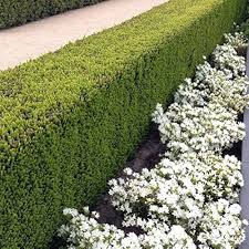 Tisa "Hillii" 0.20 m / Taxus x media "Hillii" /