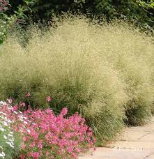 Deschampsia cespitosa "Goldtau" 0.10 - 0.20 m