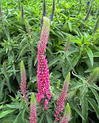 Veronica spicata "First Love" 0.10 - 0.20 m