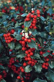 Ilex "Blue Maid" con 1.00 - 1.20 m / Ilex meserveae "Blue Maid" /